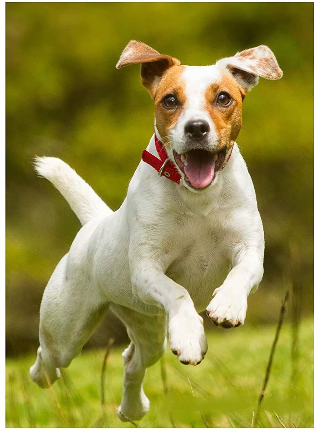 Medfly Natural Enzyme & Probiotic Dewormer for Dogs - Image 5