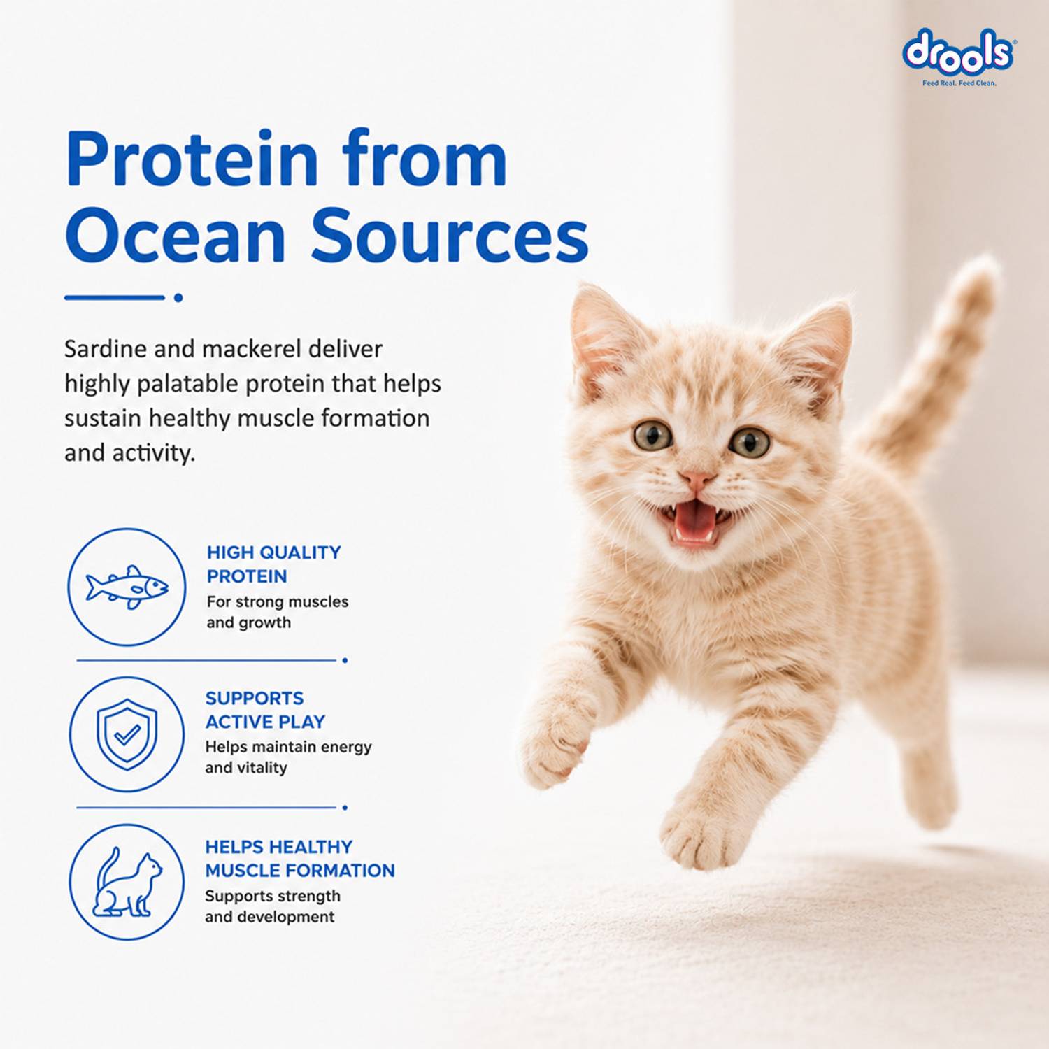 Drools Ocean Fish 1.2 kg Dry Cat Food - Image 4