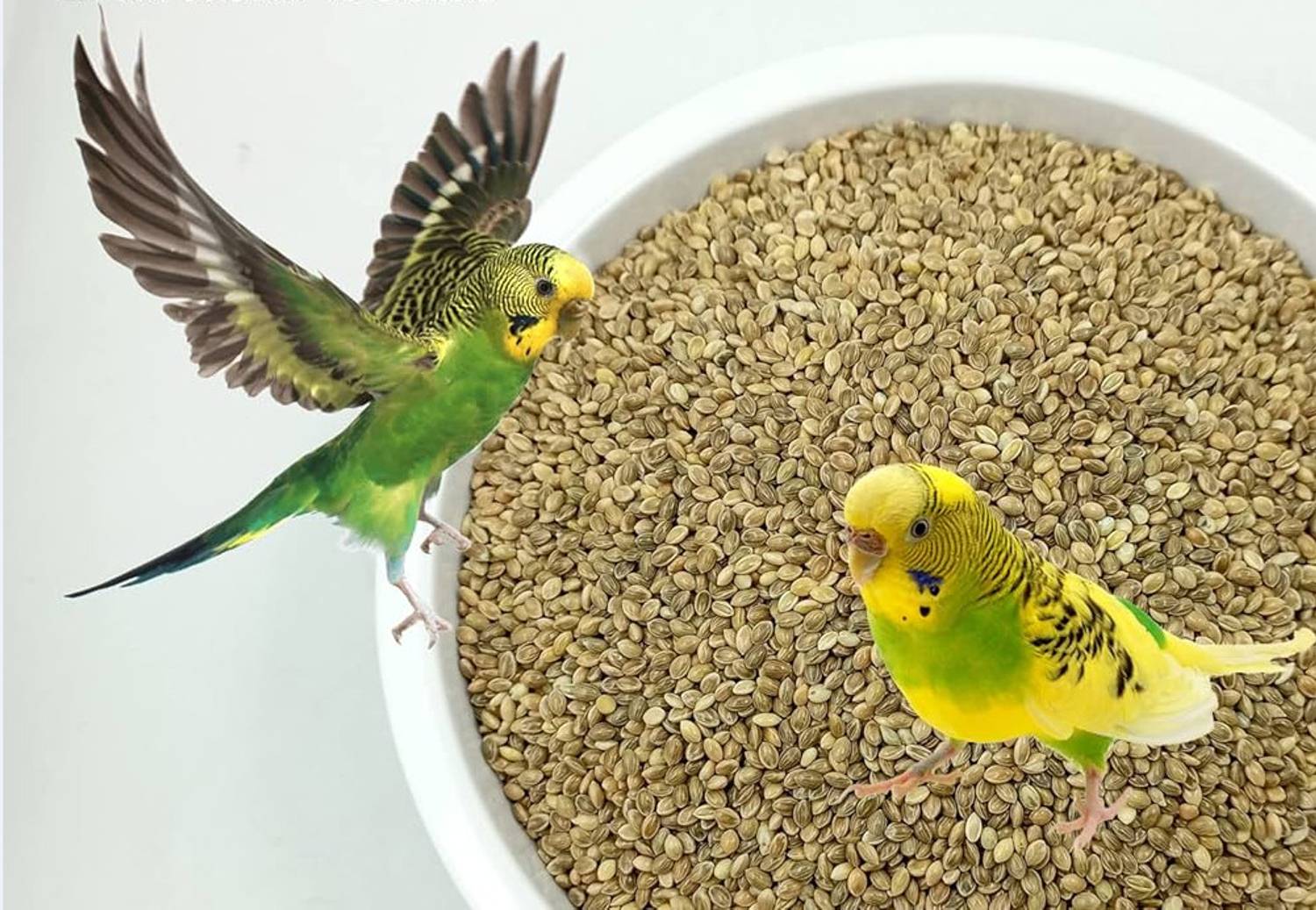 Arko Premium Yellow Millet, Kang Seed 0.85 kg Dry New Born, Adult, Young, Senior Bird Food