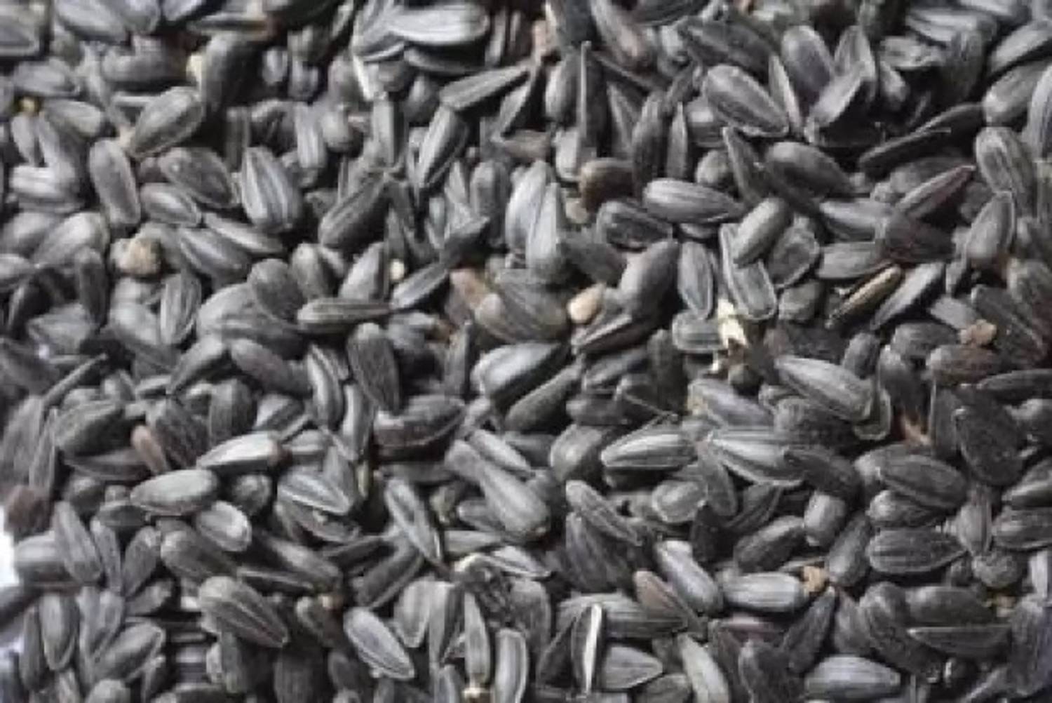 ALLYAQUA BLACK SUNFLOWER SEEDS 500 gm Nuts 0.5 kg Dry Adult, Senior, Young Bird Food