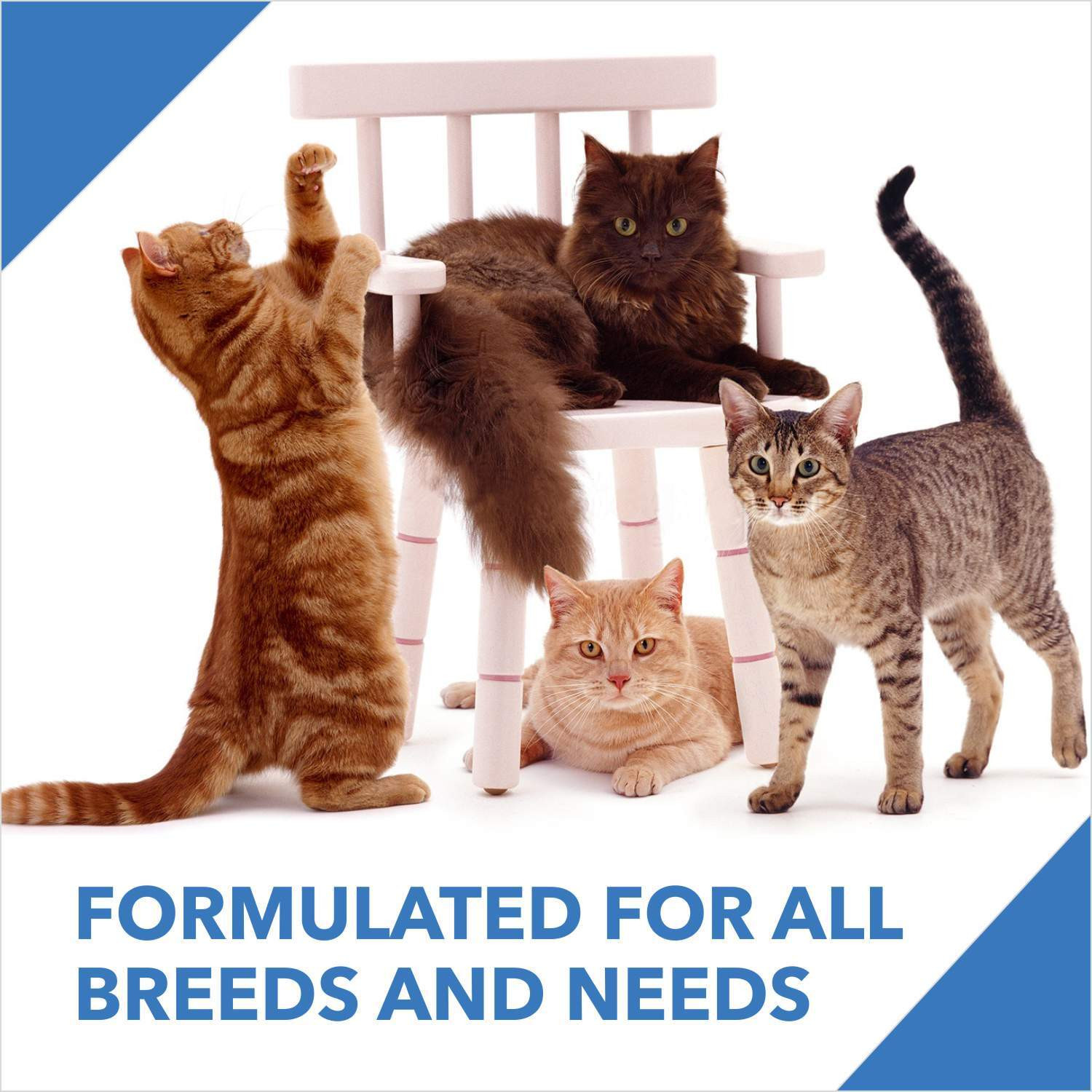 Image of Drools Real Chicken 1.2 kg Dry Young Cat Food