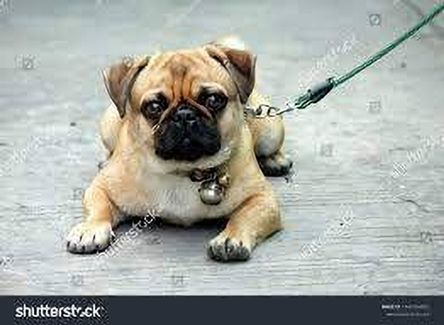 Image of Smart Doggie Smart Doggie Dog Collar Nylon with chain For Small Dog NOT FOR PUPPY 25 cm Dog Chain Leash