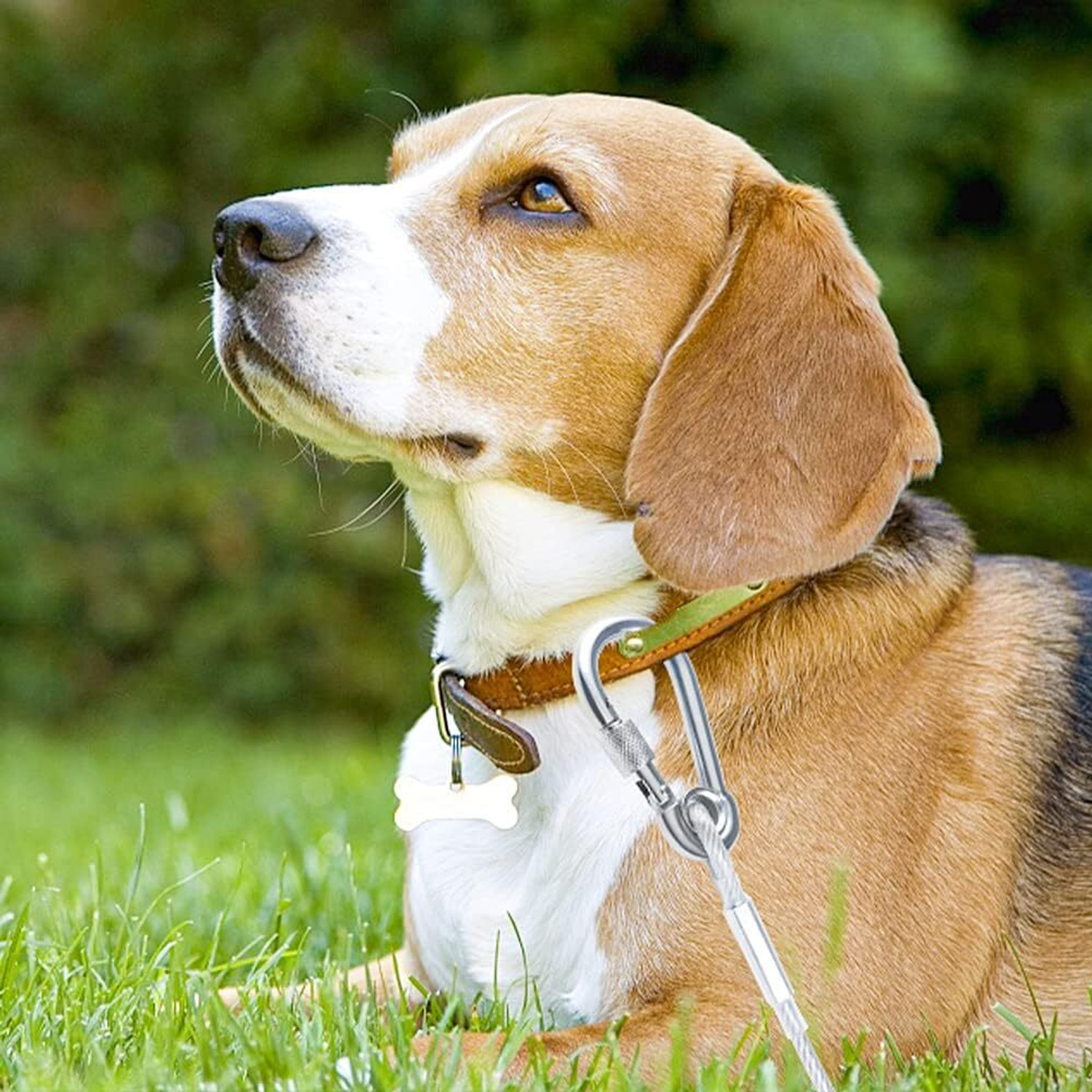 Image of DEEVACREATION Stainless Steel Pet Tie Out Cable Dogs Leash for Camping Outdoor Yard 450 cm Dog Chain Leash