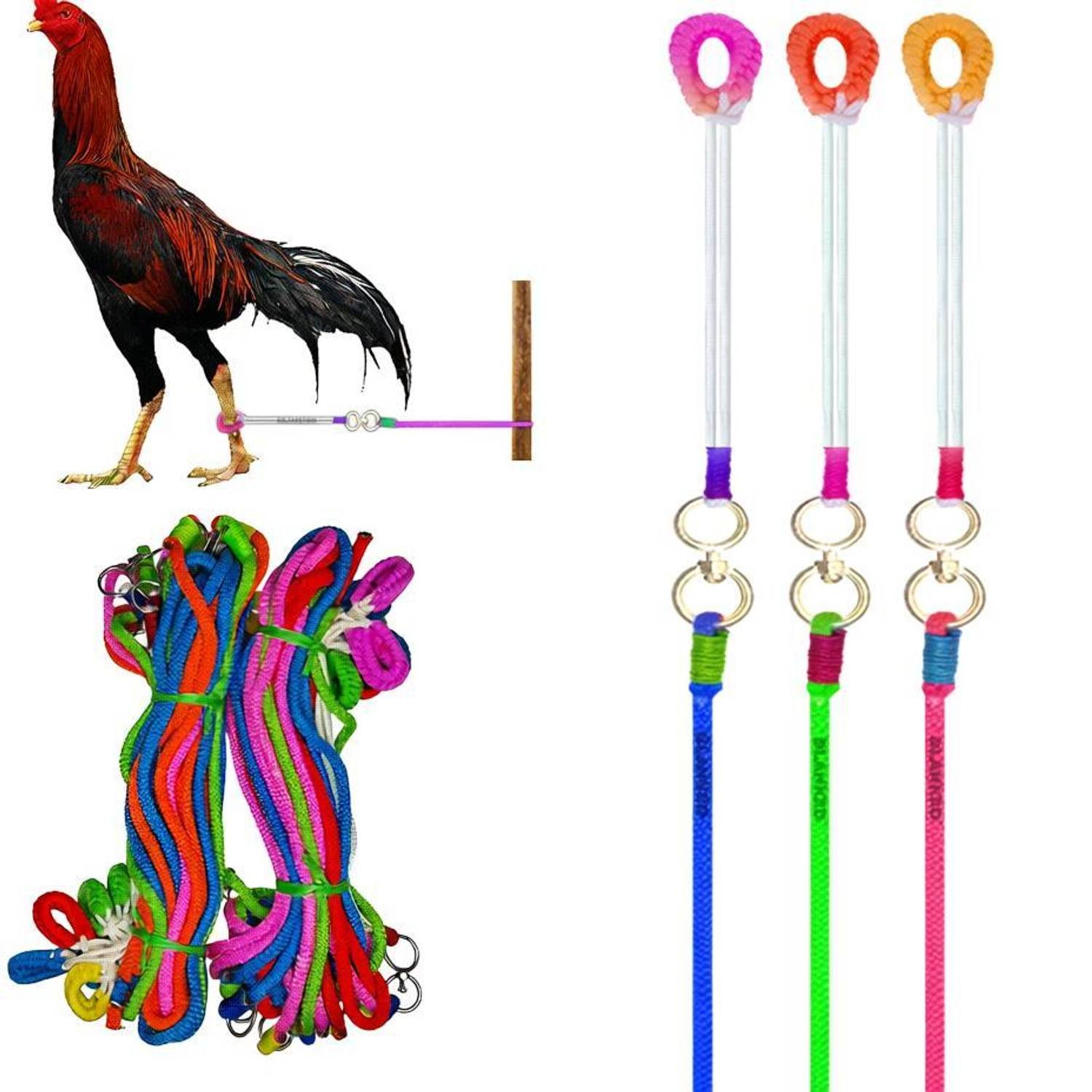 BLANKED Multicolor Aseel Rooster Leg Rope (Pack of 3)| Asil Murgee Leash|(Round coupler) 140 cm Bird Cord Leash