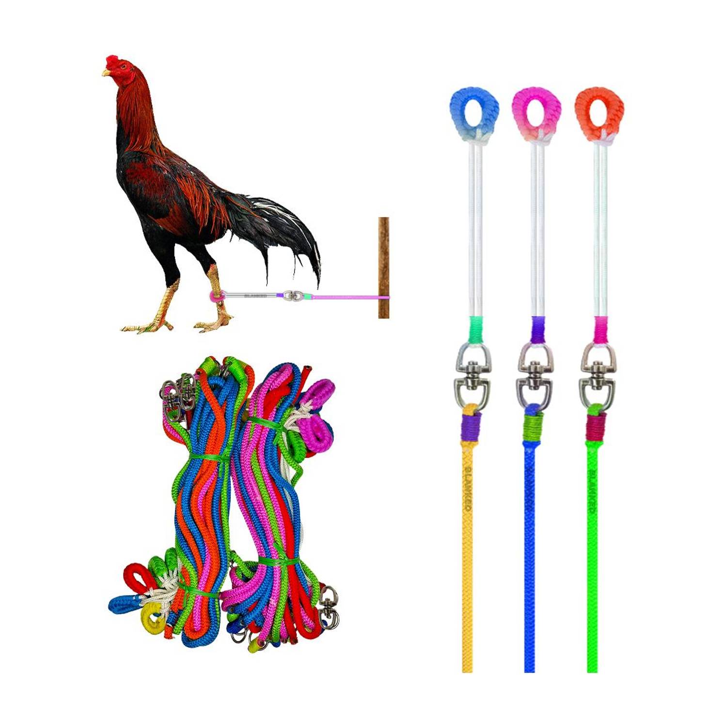 BLANKED Multicolor Aseel Rooster Rope (Pack of 3)| Asil Murgaa Leash|(Oval coupler) 140 cm Bird Cord Leash