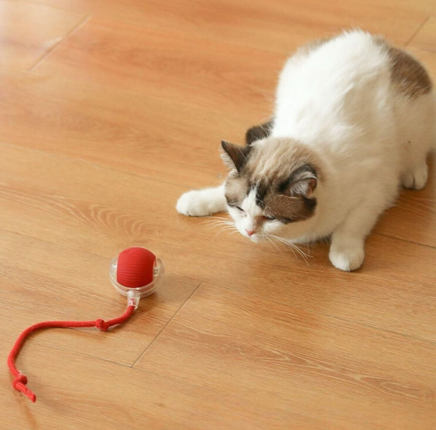 Image of decorvaiz 360 Interactive Dog, Cat Toys Ball, Electric Rolling Ball Automatic Moving Ball Silicone, Plastic Ball For Dog & Cat