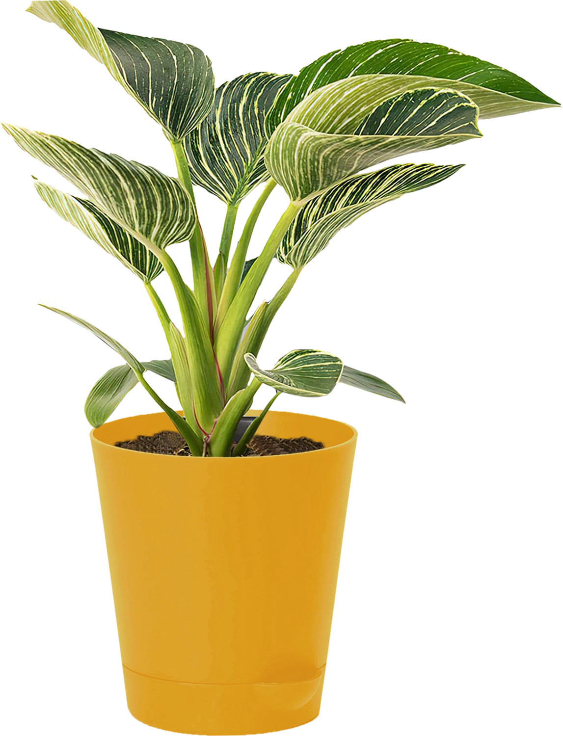 Image of KUBER INDUSTRIES Plastic Titan Pot|Self-Watering Pot With Drainage Holes,6 Inch (Yellow) Plant Container Set