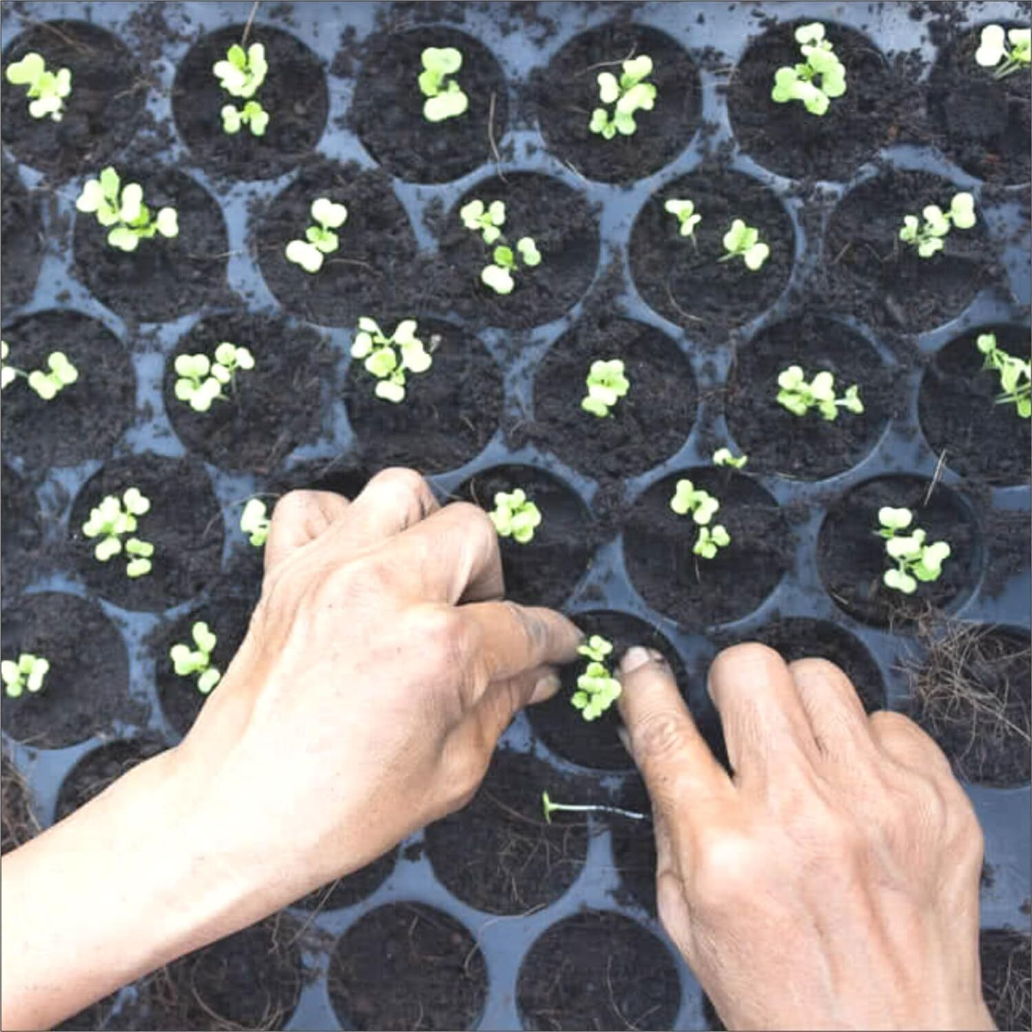Image of HALSEY 104 holes Cavities Tray,Nursery Trays for Plants,Germination Trays for Seedling Plant Container Set
