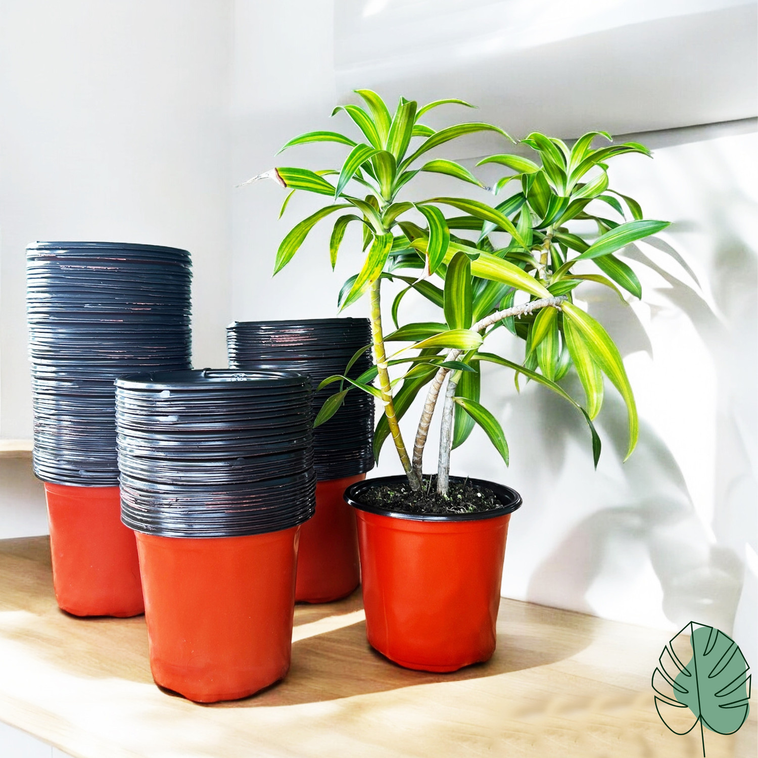 Image of SaplingsWorld Thermoform Garden Pot | 5 inch size Plant Container Set