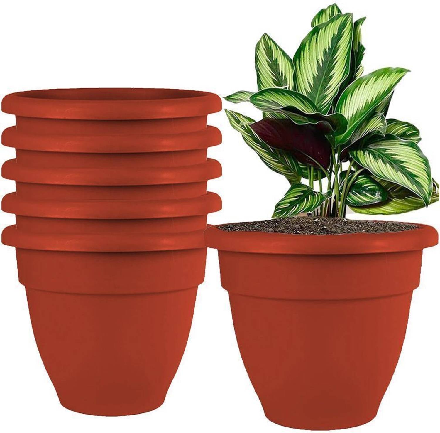anthurium asten Anthurium Plant