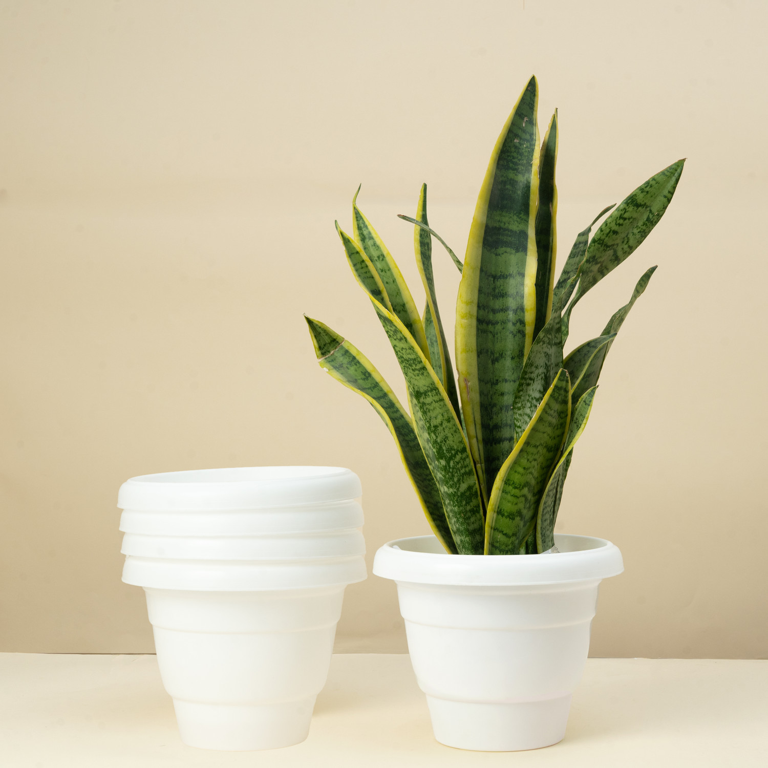 Image of Mrida and Maati 8 Inch Pots| Pack of 5 | Indoor and Outdoor Flower Pot for Home /Office Plant Container Set