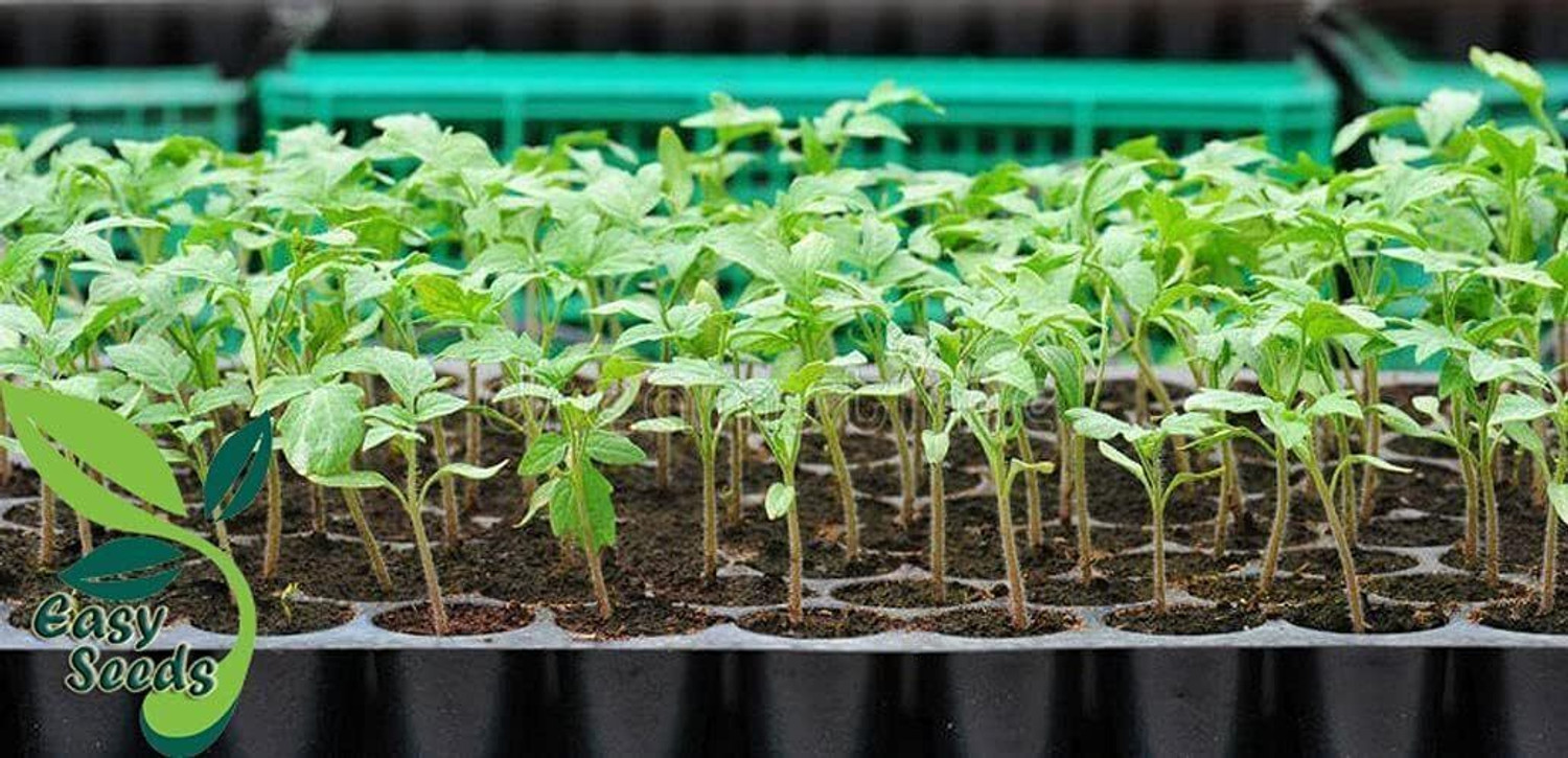 Image of HALSEY 104 holes Cavities Tray,Nursery Trays for Plants,Germination Trays for Seedling Plant Container Set