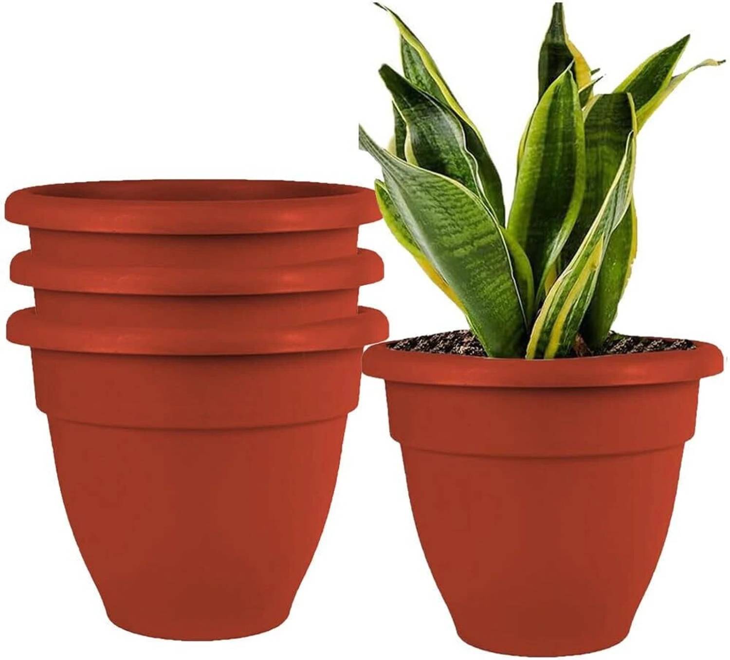 money tree plant fertilizer Plant Superfood for MONEY TREE Plants with B1 Vitamin, Glucose and Essential Minerals main image 0