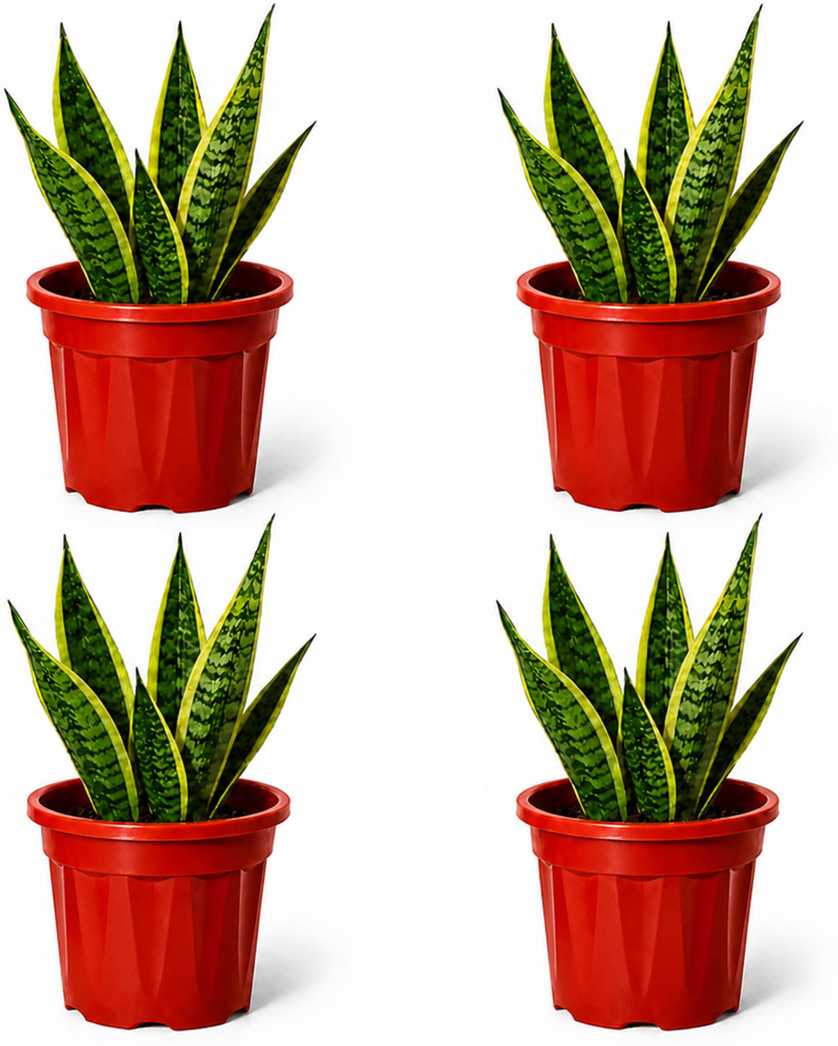 Image of Bioworth Growing pot | 12 inch | TERRACOTTA colour | Indoor and Outdoor use Plant Container Set