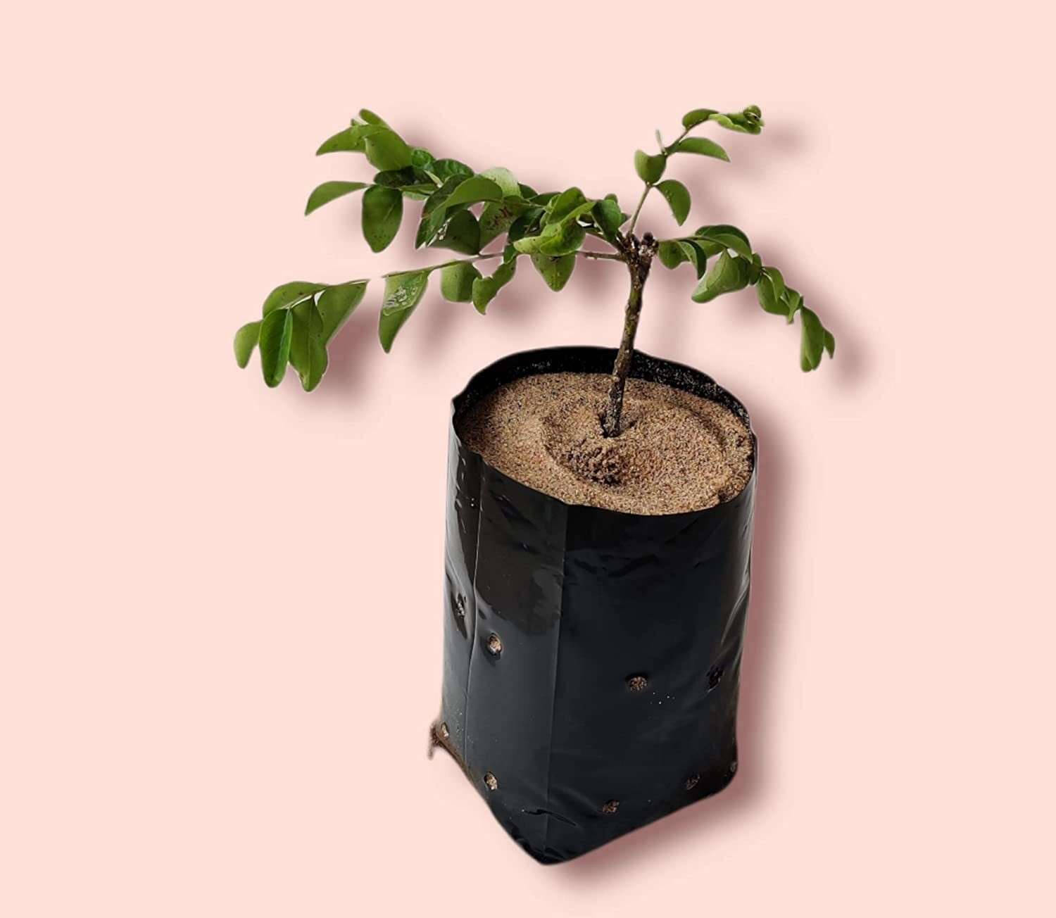 Image of AGRITECH Nursery Grow Bag Poly Bag for,Terrace Gardening Nursery Cover Black 4 inch X 6 inch Plant Container Set
