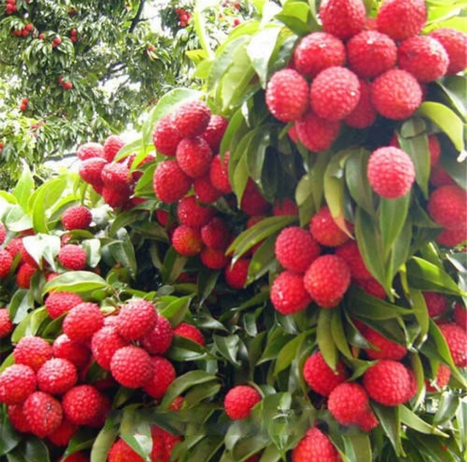 Image of Fruitful Litchi Plant sapling