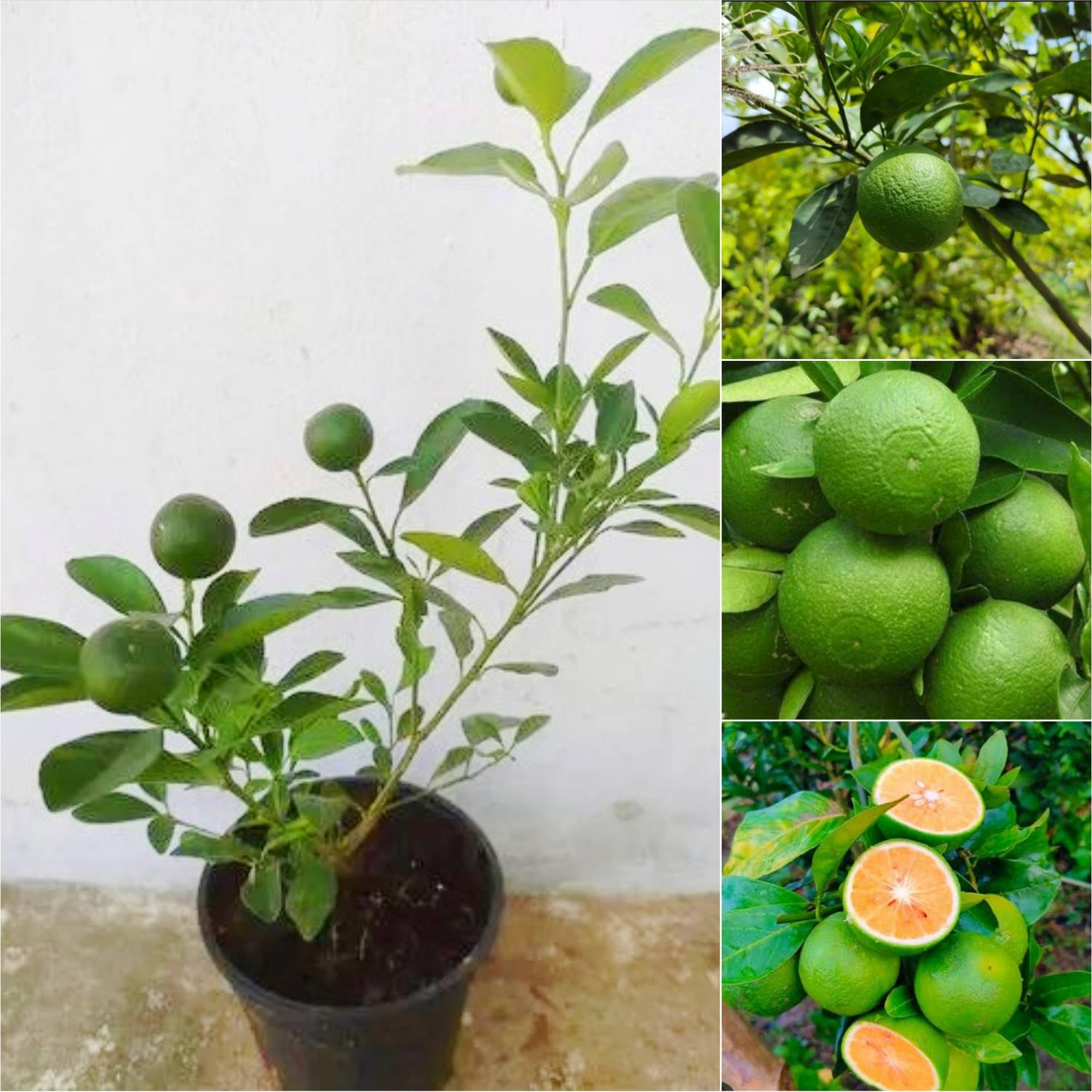 AMBRUZZ Lemon Plant  sapling