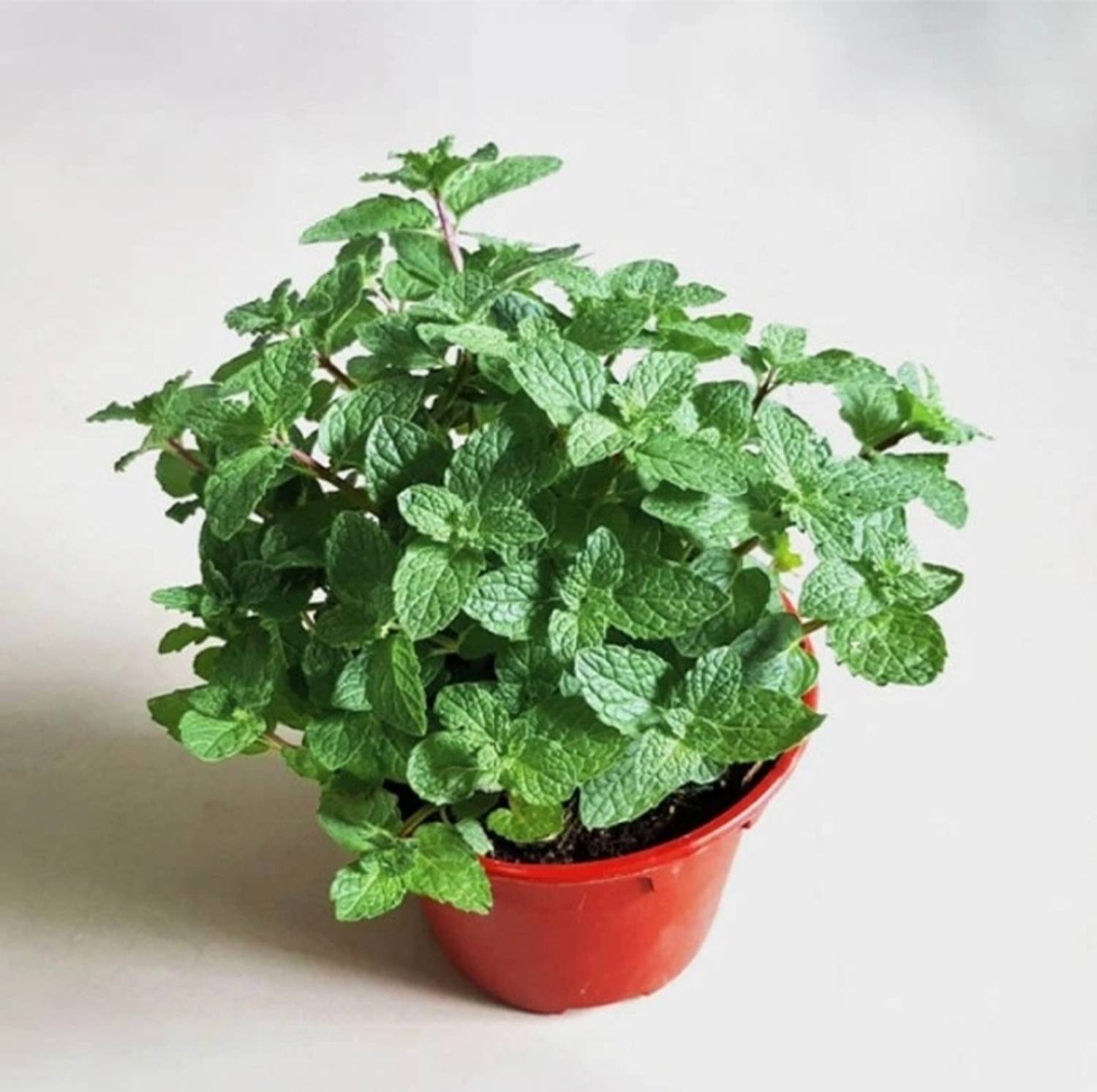 Aaranyaa enterprises Mint Plant  sapling