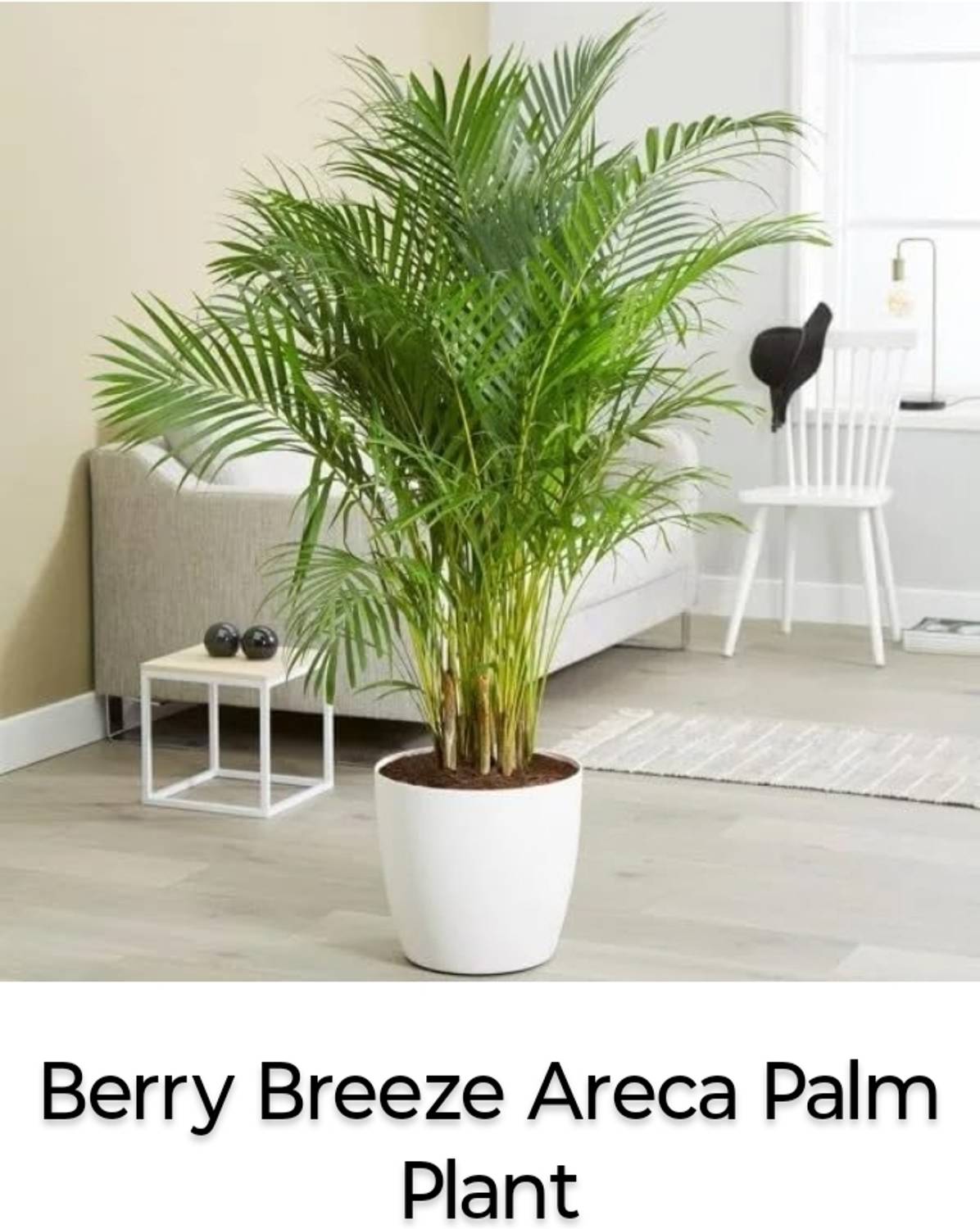 BerryBreeze Bamboo Palm Plant sapling