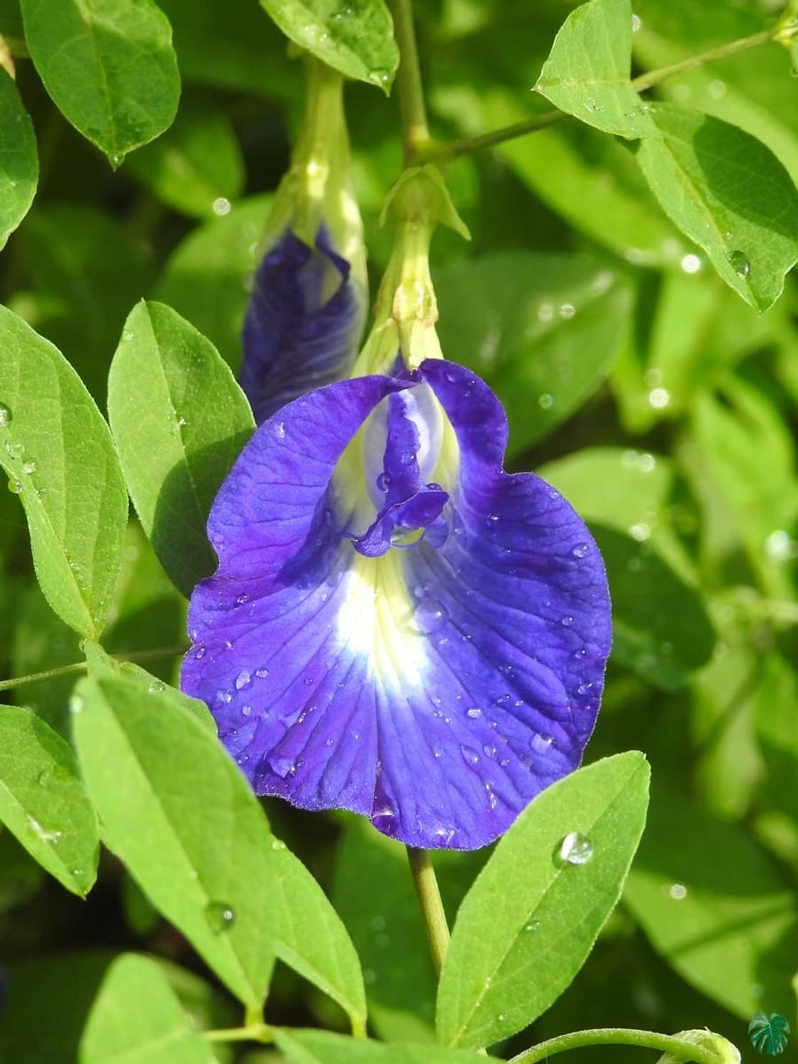 AMAJIT ButterflyPea seeds 31 seeds Seed