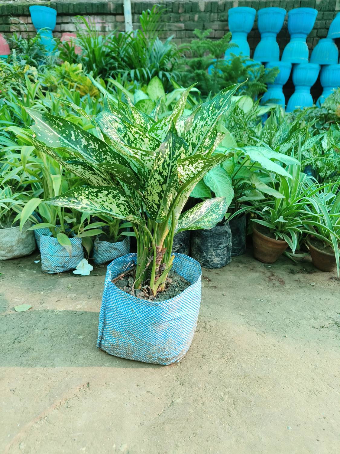 ABC Aglaonema Plant sapling