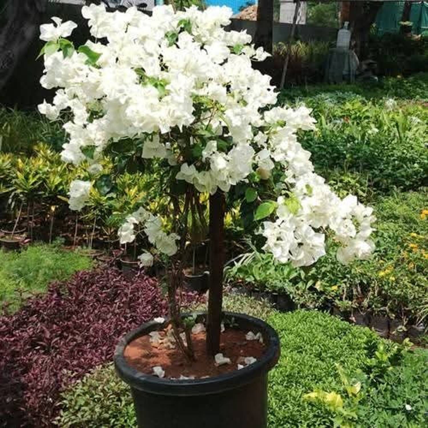 bougainvillea glabra Bougainvillea Plant sapling