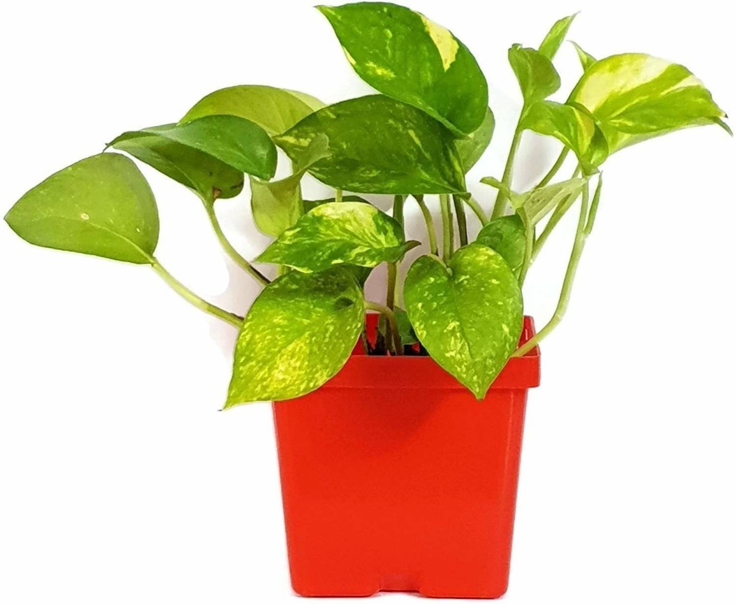 AGAMI Money Plant sapling