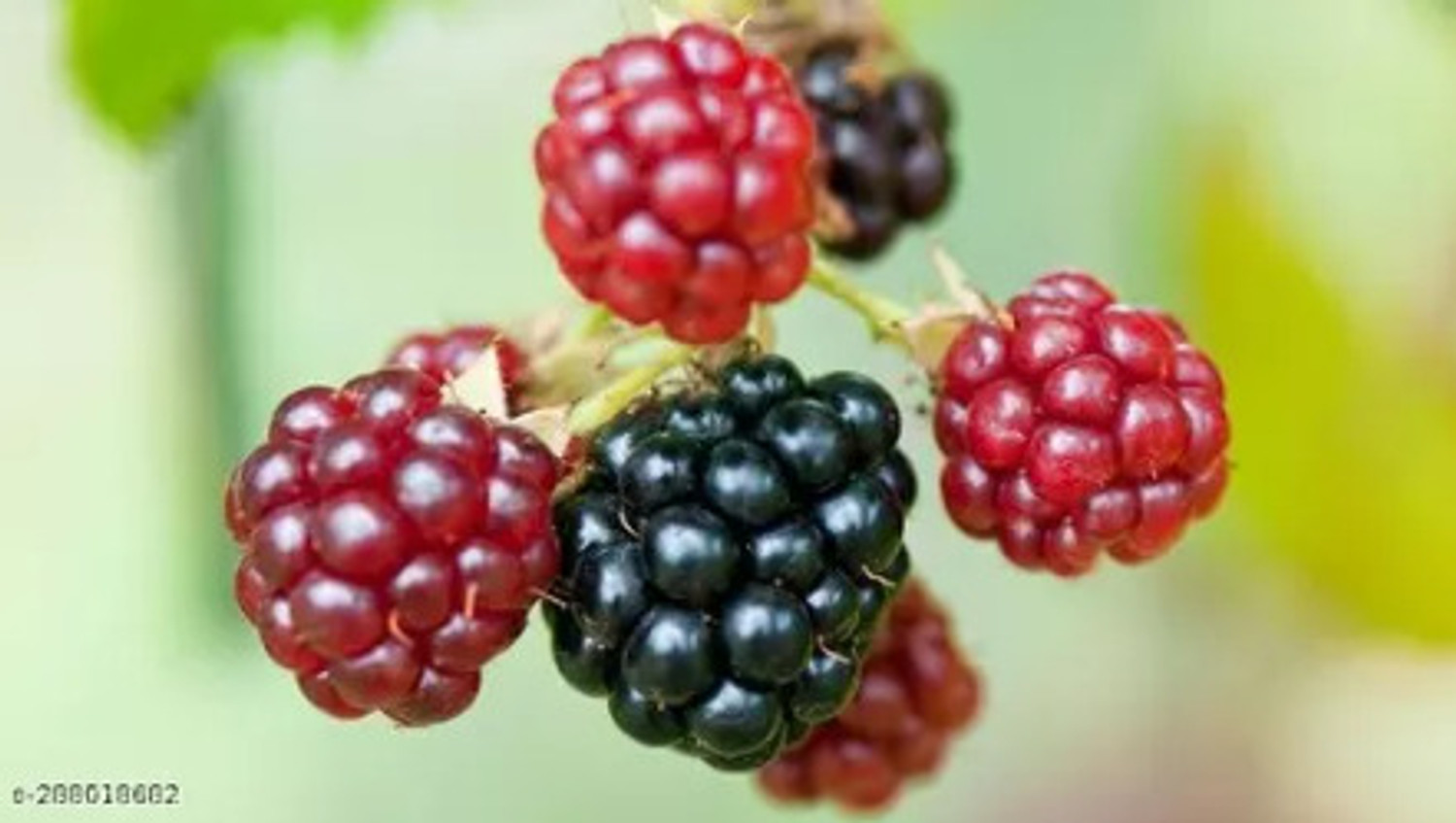 Image of Thiland Shahtoot /Mulberry Plant sapling