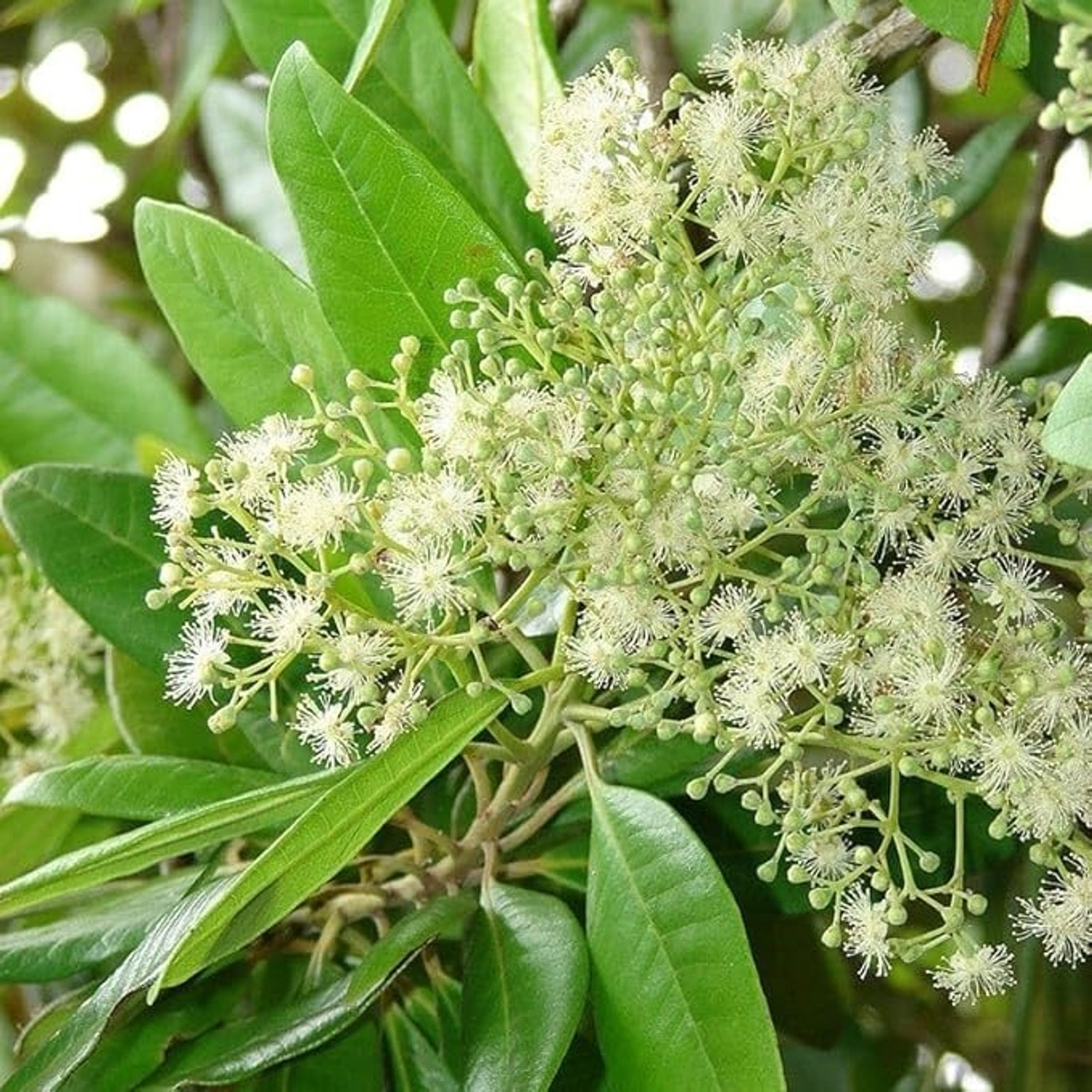 Image of SHREYAGREEN All Spice Plant sapling