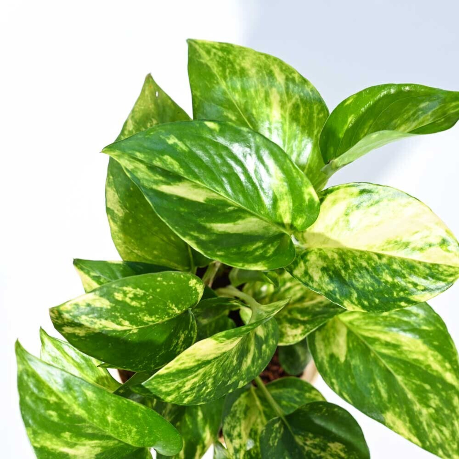 Image of UGAOO Variegated Money Plant sapling