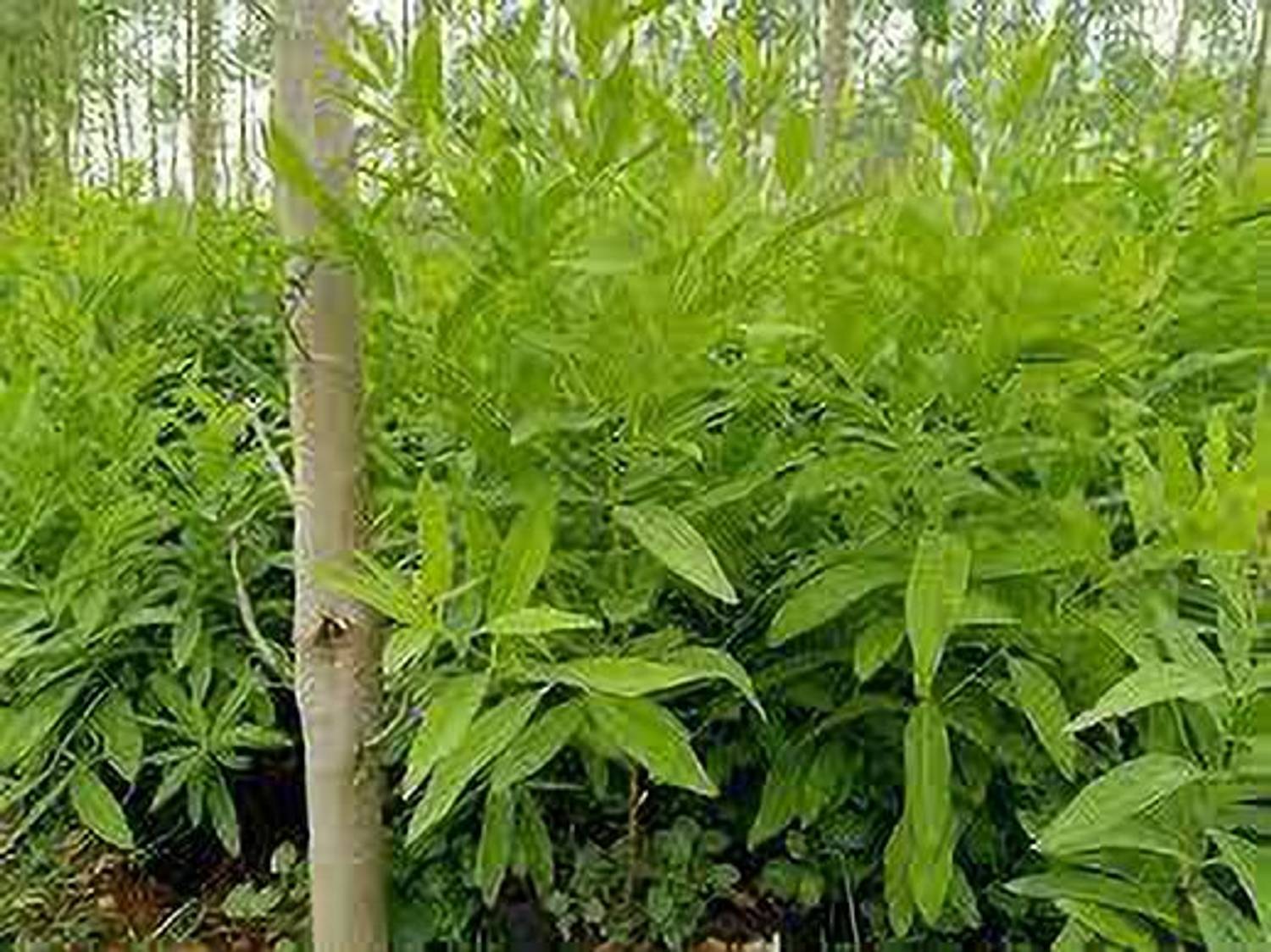 ABEFARIYA White Sandalwood Plant sapling