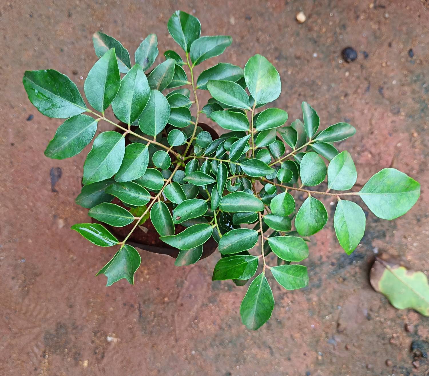 Anurajplants Curry Leaf Plant sapling