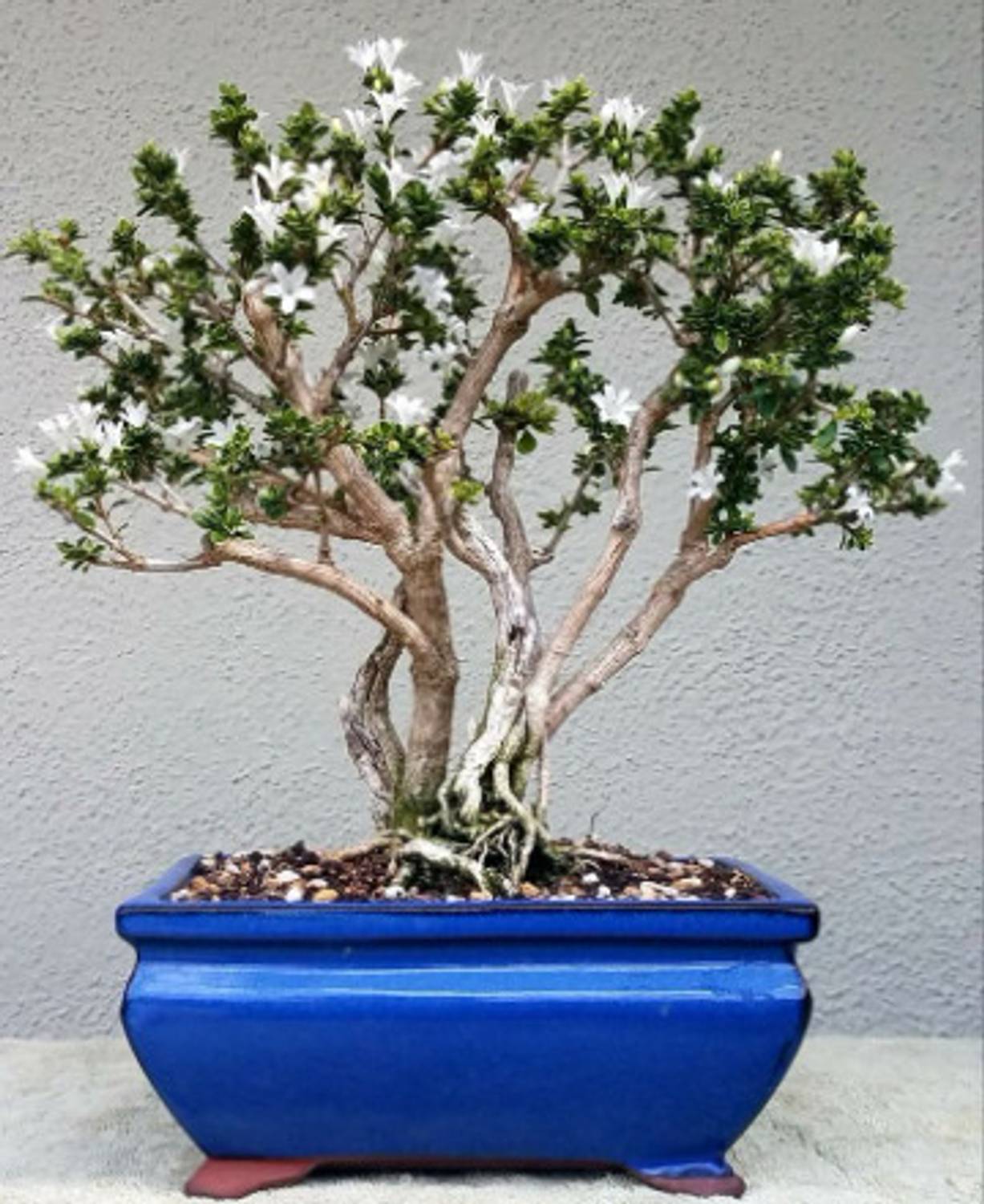 adenium Adenium Plant  sapling