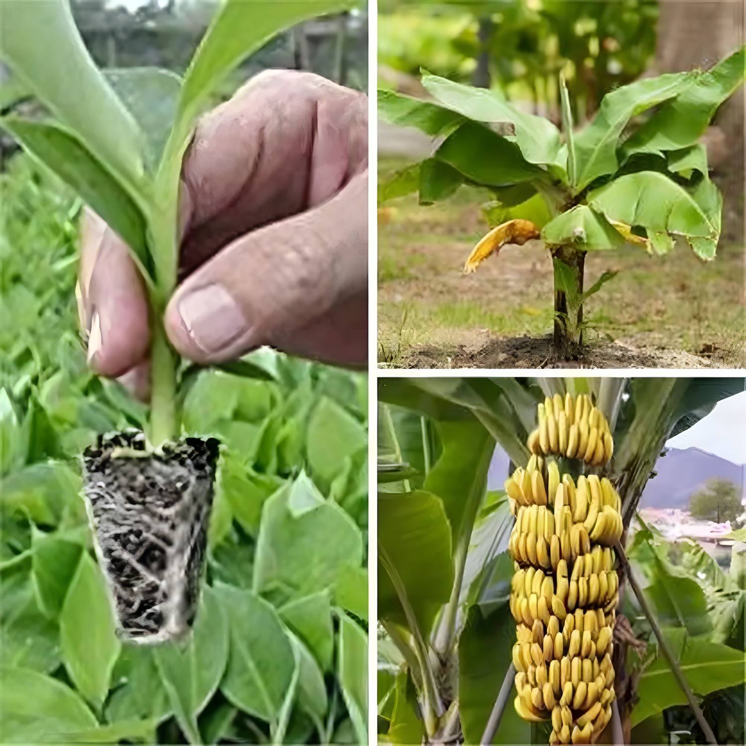 ABEFARIYA Banana Plant  sapling