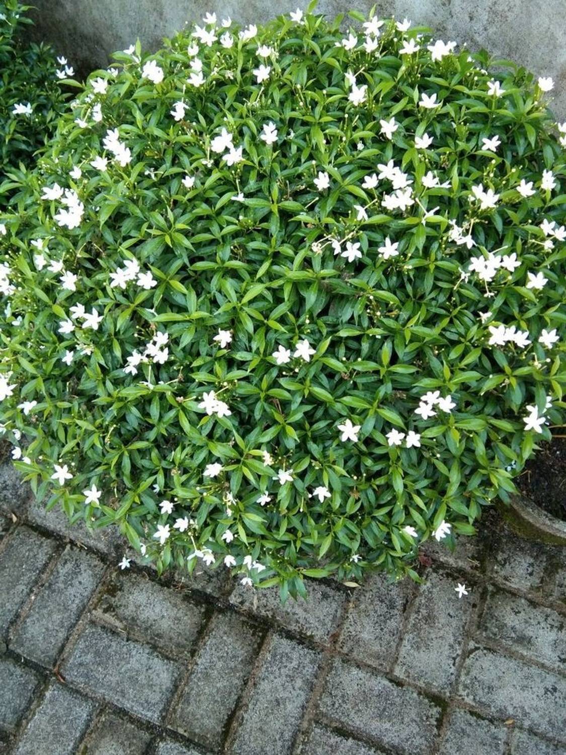 no-perennial-yes-crape-jasmine