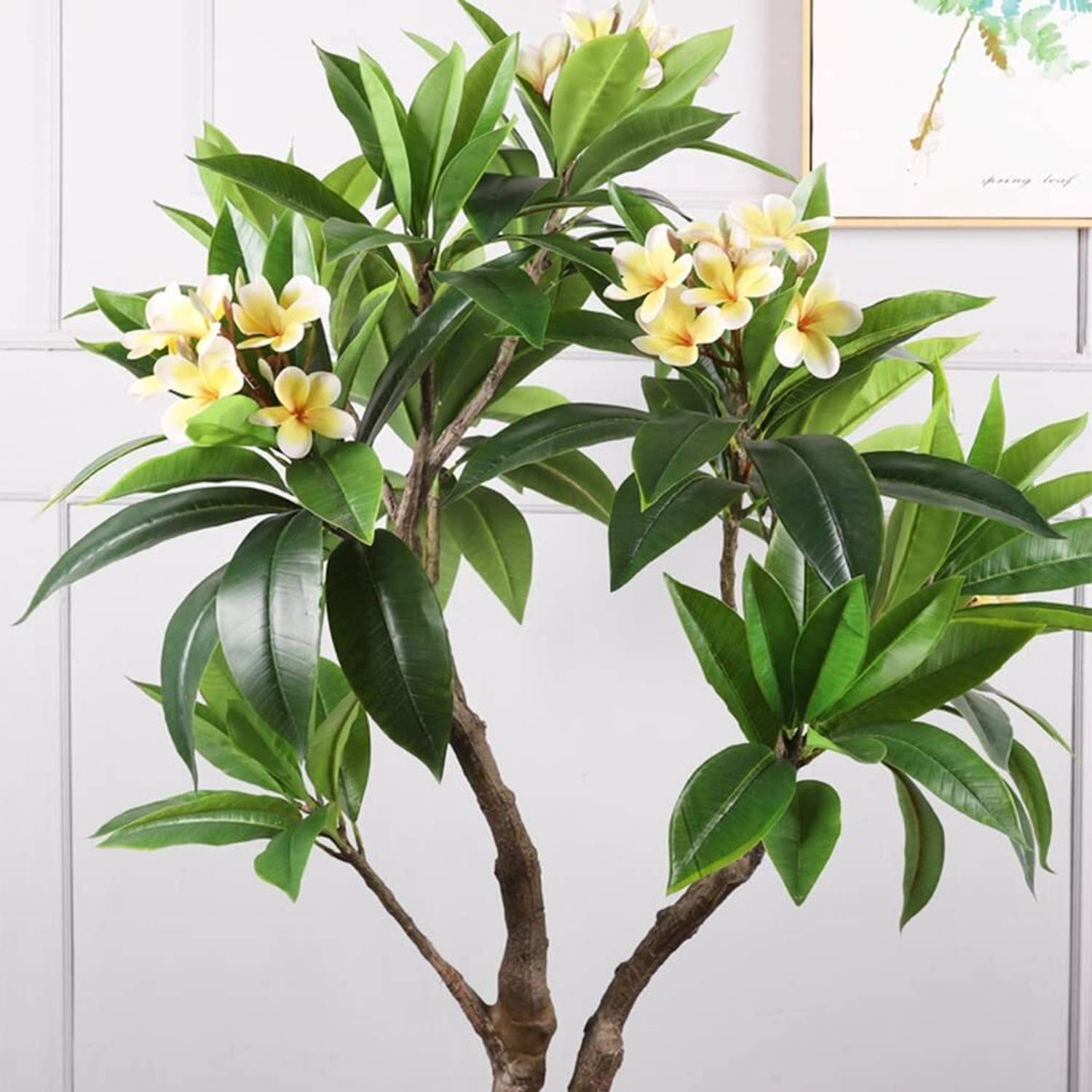 Aaranyaa enterprise Plumeria Plant  sapling