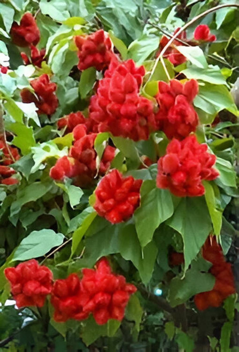 ABEFARIYA ZZ Plant  sapling
