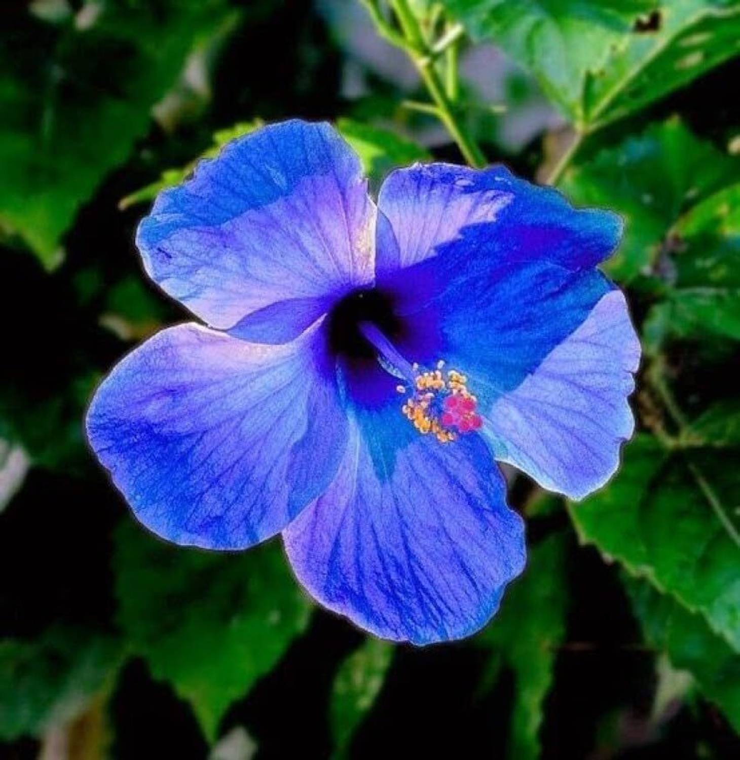 AMIT STORE Hibiscus Plant sapling