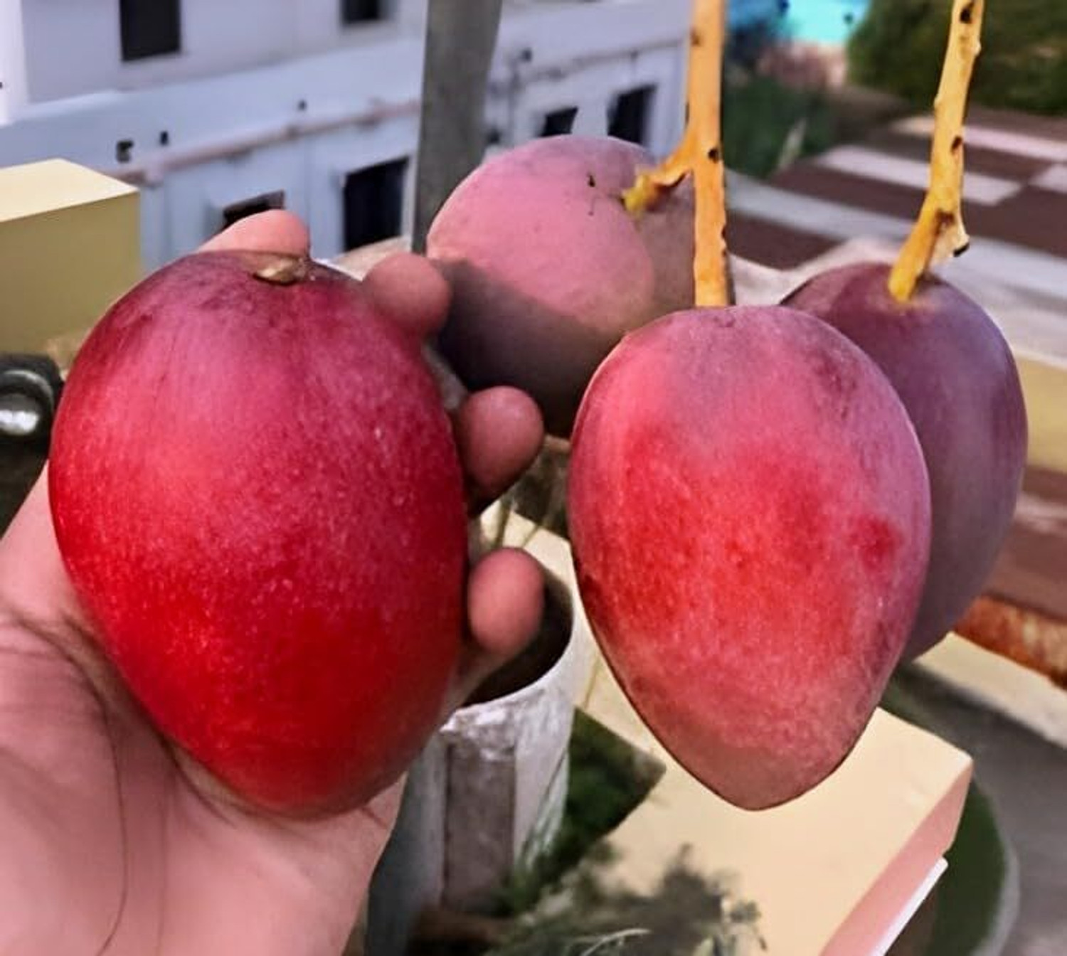 Image of PAJUSDYASI Miyazaki Mango plant sapling