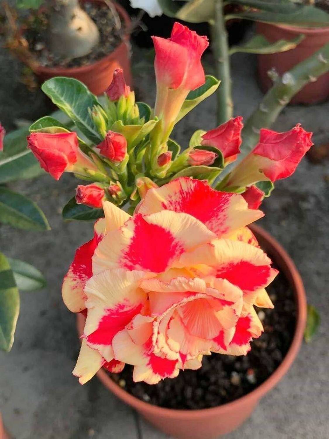 Agacha Adenium Plant sapling