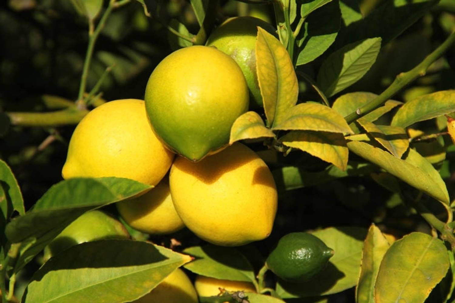 ANUSHKA GREEN BLISS Lemon Plant sapling