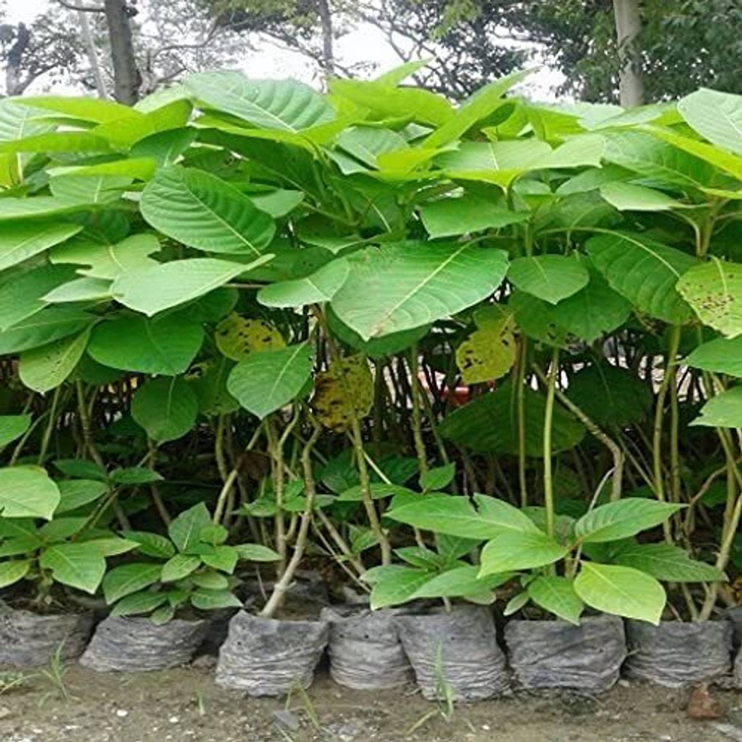 ABEFARIYA Kadam Plant  sapling