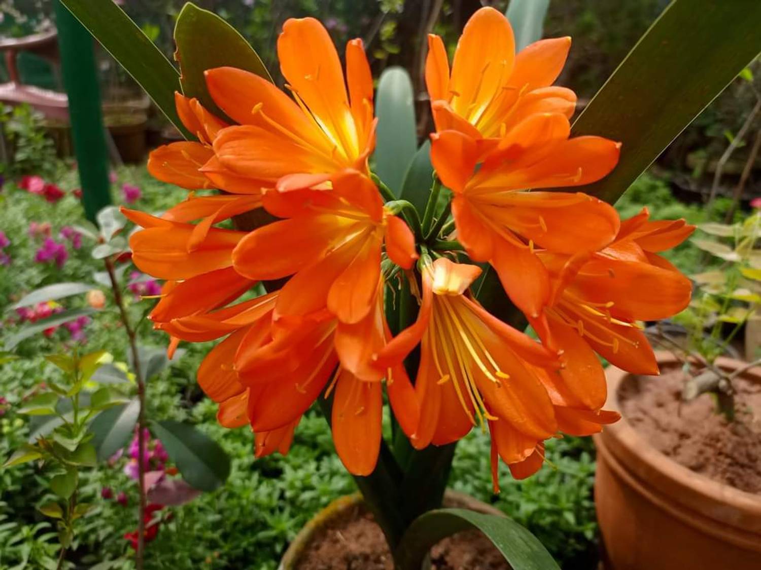 LILY Lily Plant Price in India - Buy LILY Lily Plant online at
