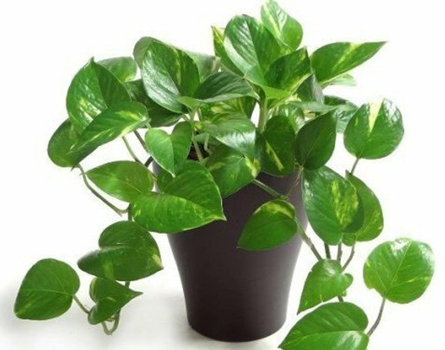 Agroholic Traders Money Plant  sapling