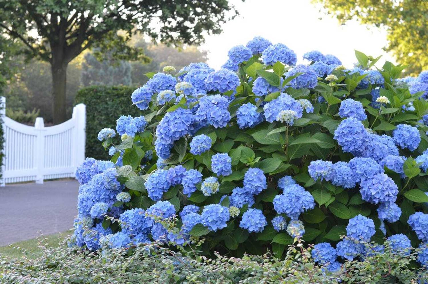 ndebnathnursery Hydrangea Plant Price in India - Buy
