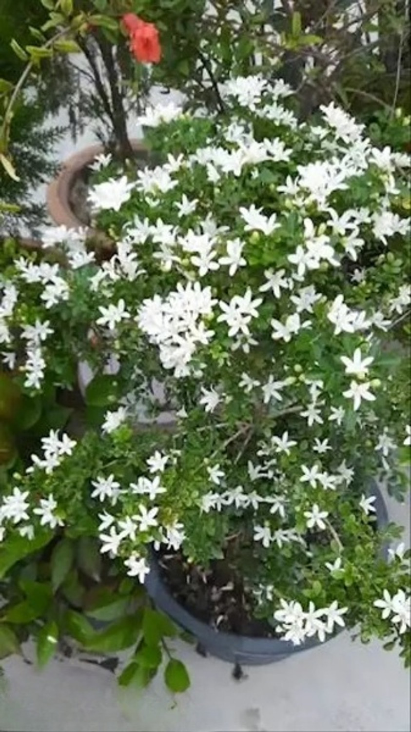 Image of FELCHARIES Madhu Kamini Plant