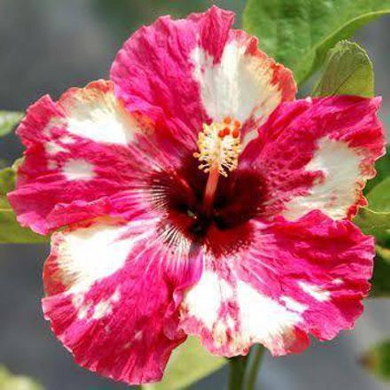Aquinnah Graden Hibiscus Gudhal Flower Plant sapling