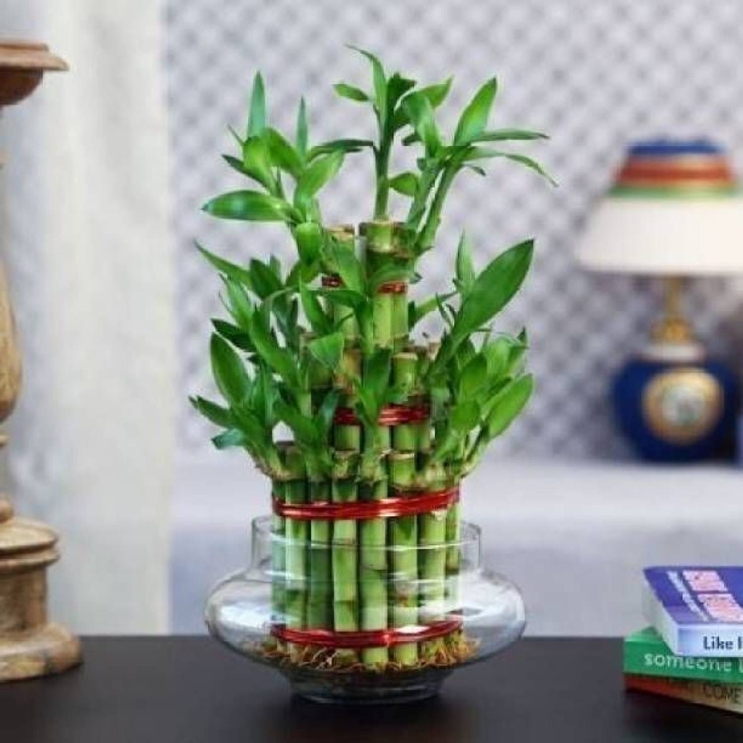 BloomShadow Lucky Bamboo Plant  sapling