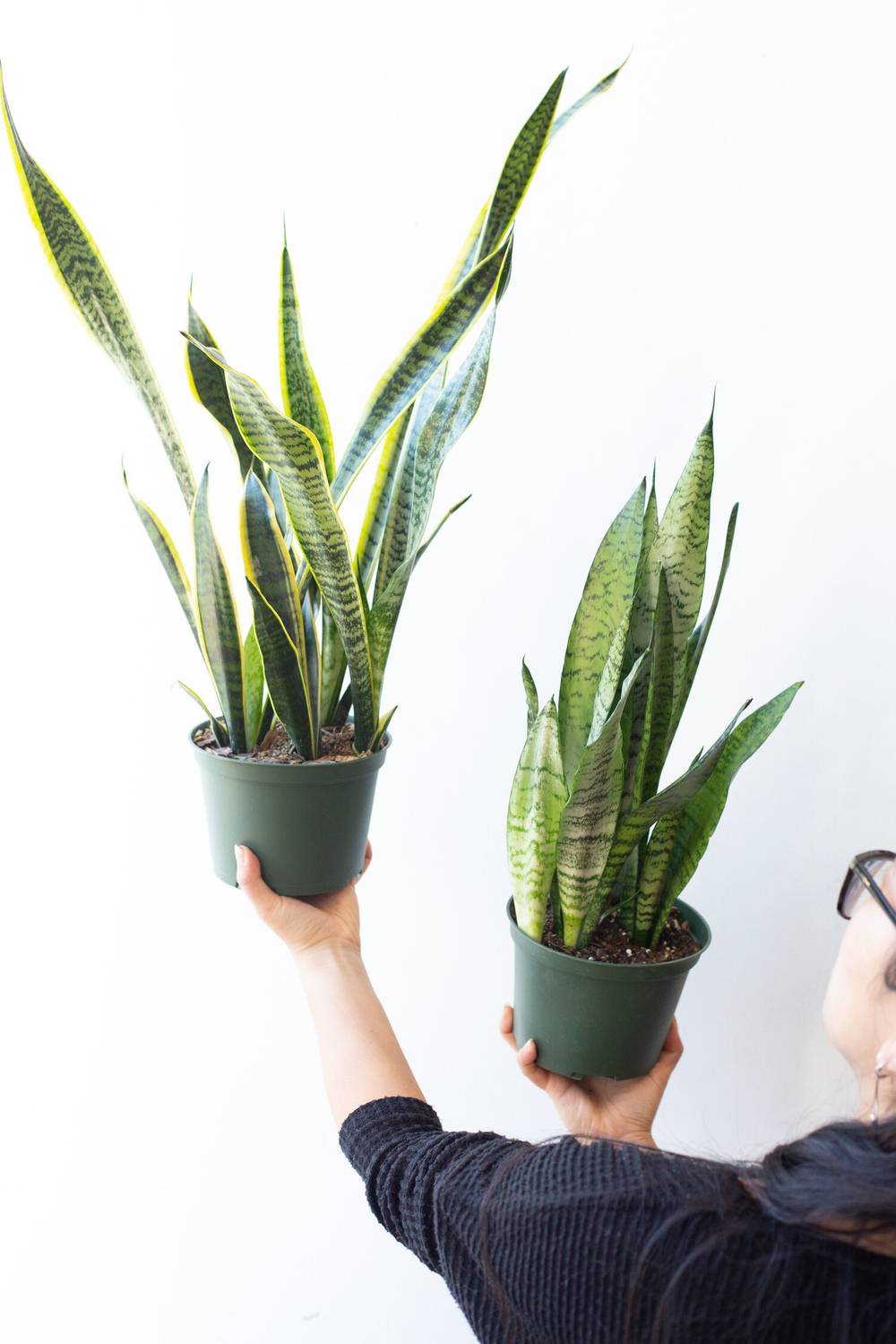 ABEFARIYA Snake Plant sapling
