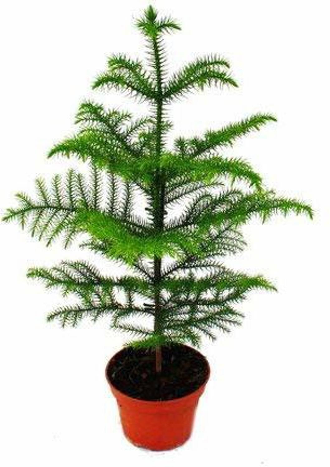 Agroholic Traders Christmas Tree Plant  sapling